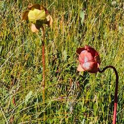 Bug eaters from the Bog trail