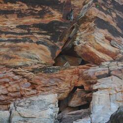 Rock wallaby at the top