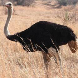 Male Ostrich