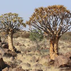 Köcherbaumwald (Quivertree Forest)