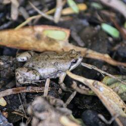 Frosch an Land