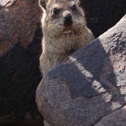 Der Blick, wenn ein Bus Chinesen ankommt