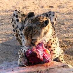 Frischer Springbock zum Abendessen