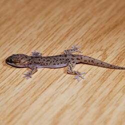Nächtlicher Besucher: Namaqua Mountaingecko (Pachydactylus montanus)