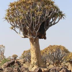 Köcherbaum mit Webervogelnest