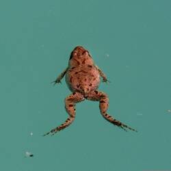 Ein Frosch im Pool