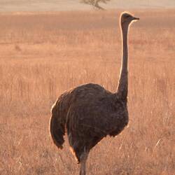 Female Ostrich