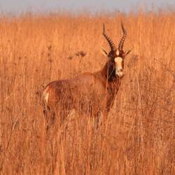 Blesbok