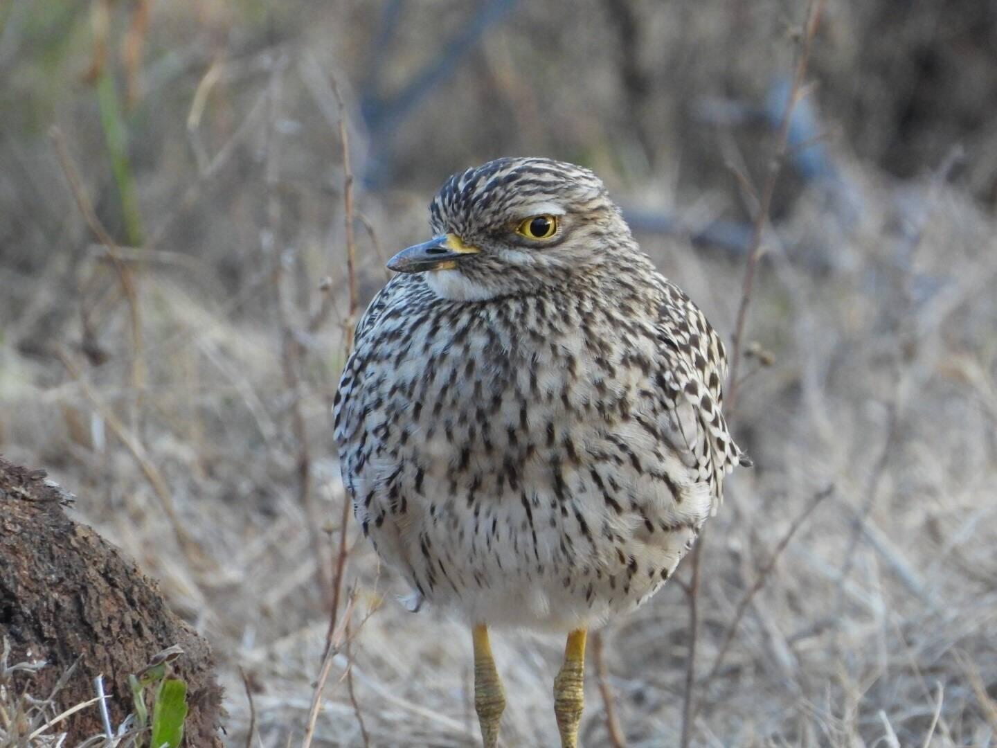 Spotted Thick-knee