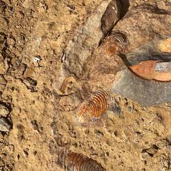 Das ist der Beweis: wir befinden uns auf ehemaligem Meeresboden!