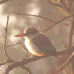 Brown-hooded Kingfisher
