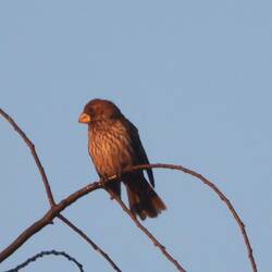 Grosbeak Weaver