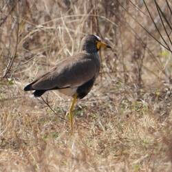 Wattled Lapwing