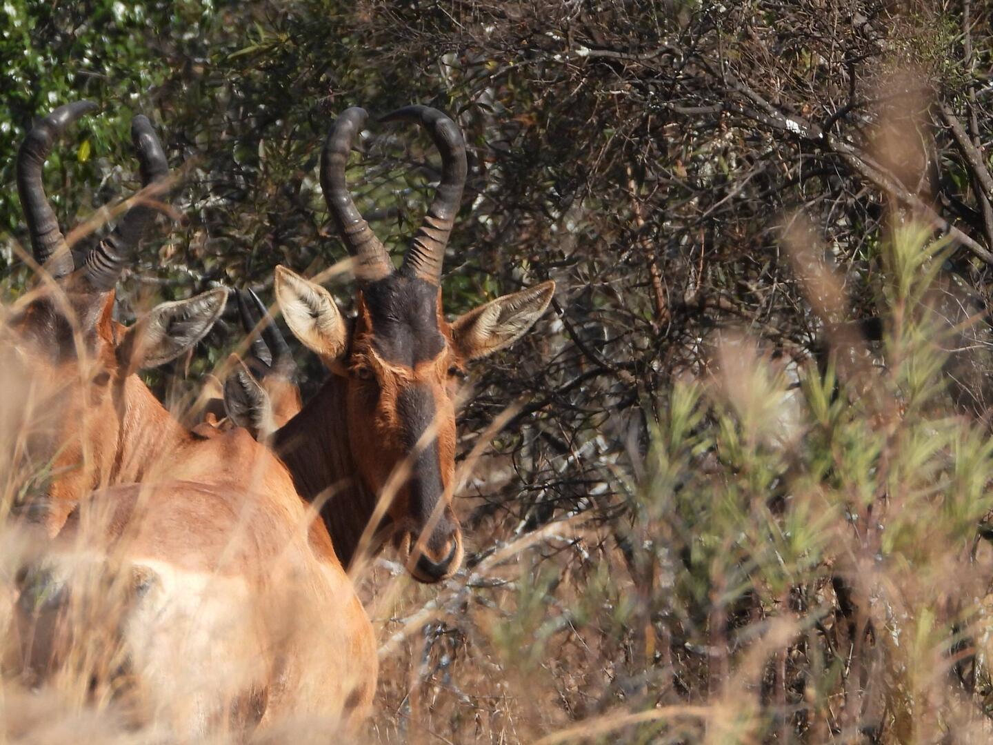 Red Hartebeest