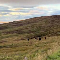 Kühe auch in der Nähe vom Schlafplatz🤍