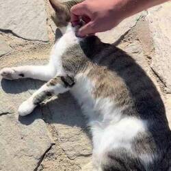 Des chats partout 🐾