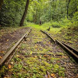 Reste der Gleise im Wald