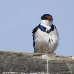White-throated Swallow