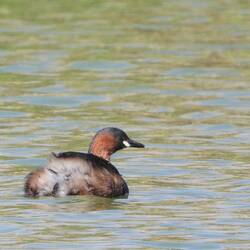Little Grebe