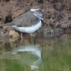 Three-banded Plover