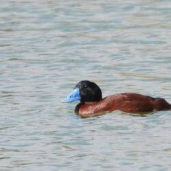 Maccoa Duck