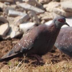 Speckled Pigeon
