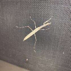 Eine Gottesanbeterin schaut durchs Fenster