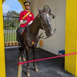 Guarding the King's Palace. This poor horse and guard stand still for between 1-2 hours.