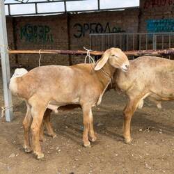 Ein Kurzhaar-Fettschwanzschaf