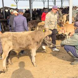 Reges Treiben auf dem Viehmarkt von Karakol