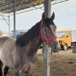 Nicht nur dieses Pferdchen hätte Mona gerne mitgenommen.
