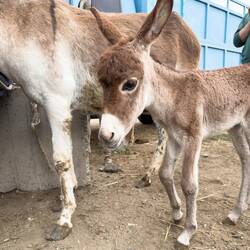 Ein süßes Eselfohlen