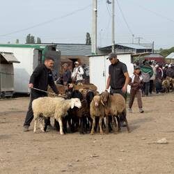 Eine kleine Schafherde