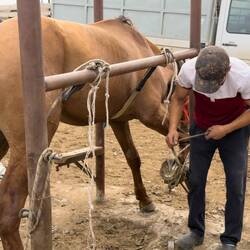 Der Hufschmied bei der Arbeit