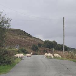 Our greeting committee on road near our pod