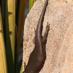 Bronzeskink