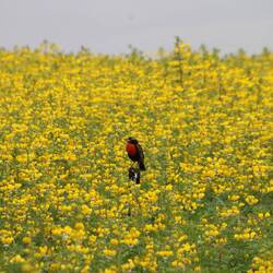 Peruvian Meadowlark