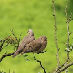 Eared Dove
