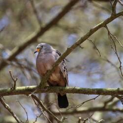 Croaking Ground Dove