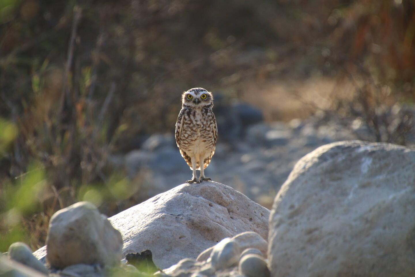 Burrowing Owl
