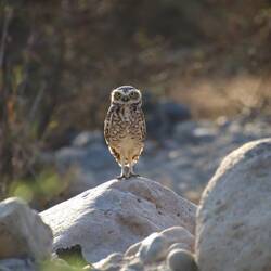 Burrowing Owl