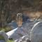 Burrowing Owl