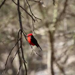 Vermilion Flycatcher