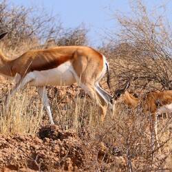Springbockmutter mit Nachwuchs