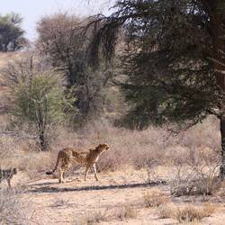 Gepardin mit Jungtier