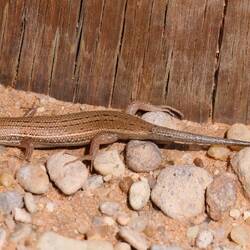 Trachylepis variegata