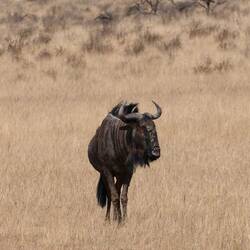 Gnu