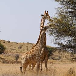 Giraffen