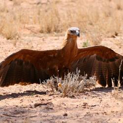 Wahlbergsadler (Silberadler)