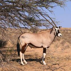 Oryxantilope